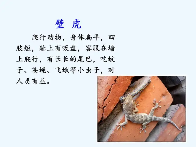 动物的尾巴有什么作用一年级(动物的尾巴有什么作用一年级大全)