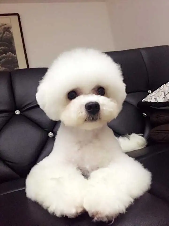 比熊好养马(比熊犬好养吗)
