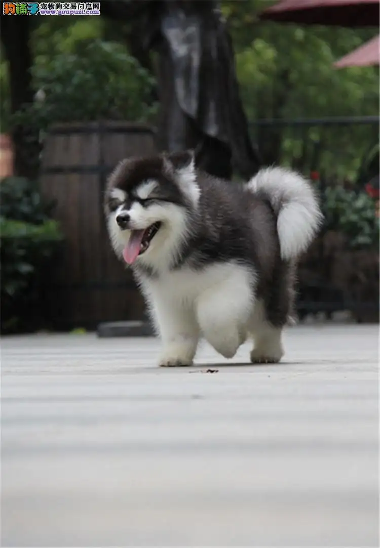 阿拉斯加犬幼犬购买(阿拉斯加纯种幼犬价格)