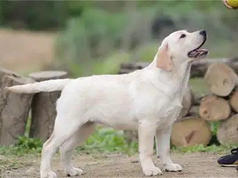 拉布拉多犬幼犬好养吗(拉布拉多犬幼犬好养吗视频)