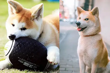 秋田犬与柴犬有什么明显区别(秋田犬与柴犬有什么明显区别呢)