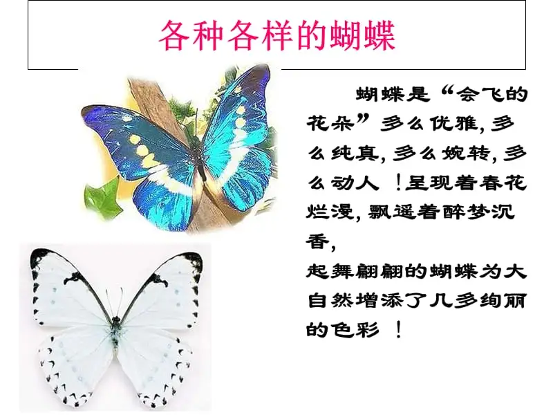 简单介绍一下蝴蝶(光明女神闪蝶灭绝了吗)