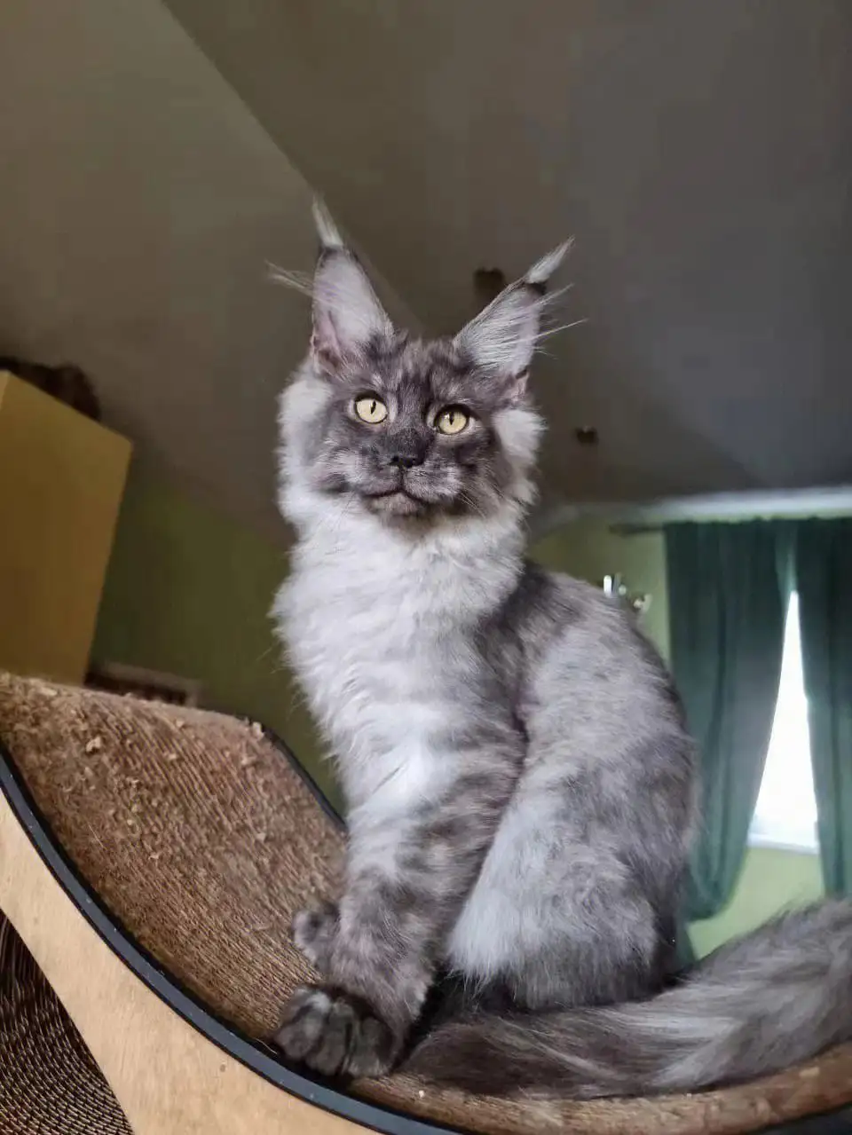 纯灰缅因猫(纯灰色缅因猫)