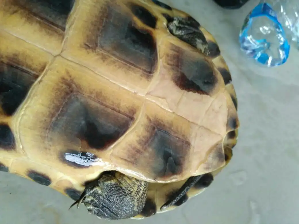 巴西龟腐甲多久能好(巴西龟腐甲用什么药专业治疗)