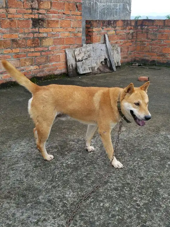 土狗可以活多久(土狗可以活多久寿命)