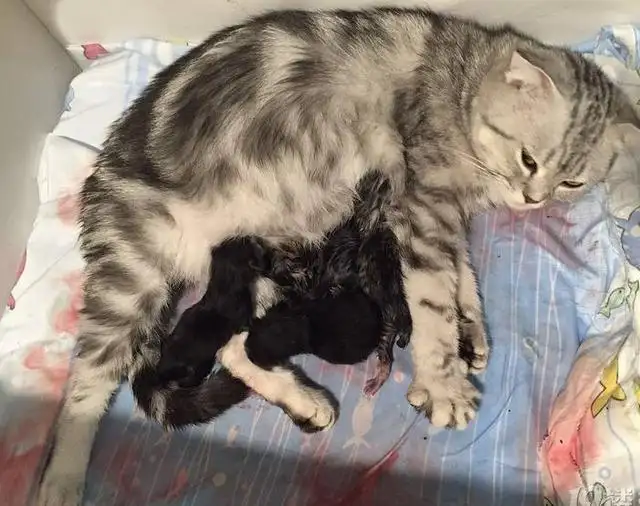 猫咪一般几个月生小猫(猫咪一般几个月生小猫崽)