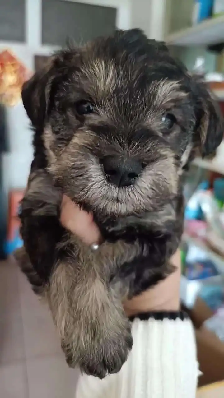 雪纳瑞幼犬掉毛(雪纳瑞幼犬掉毛怎么回事)