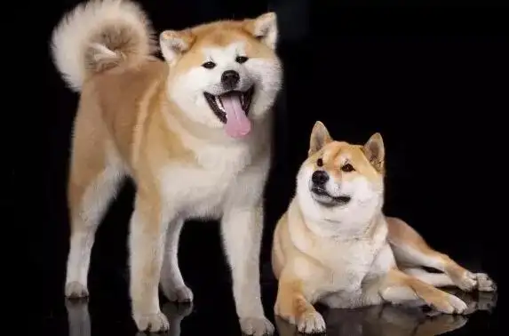秋田和柴犬的价格(秋田犬与柴犬的价格)