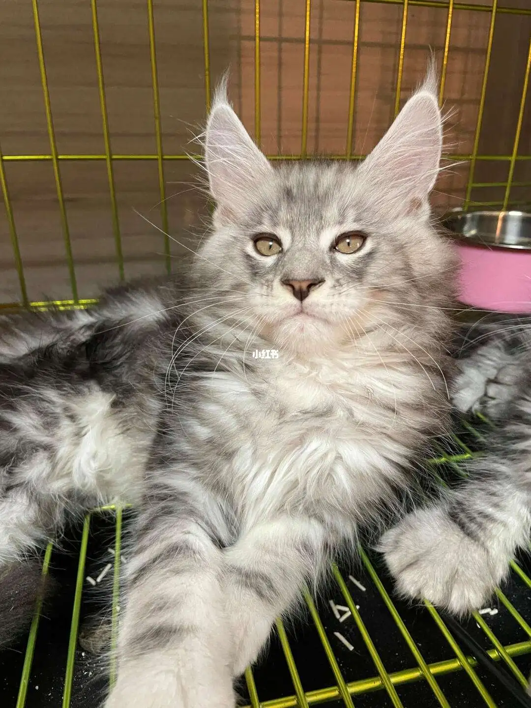 缅因猫宠物猫多少钱(缅因猫一般要多少钱一只)