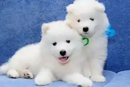 萨摩耶犬犬价格(萨摩耶犬市场价多少钱一只)