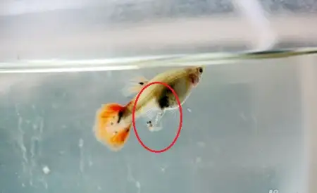 孔雀鱼下了小鱼怎么养(孔雀鱼下了小鱼怎么养活)