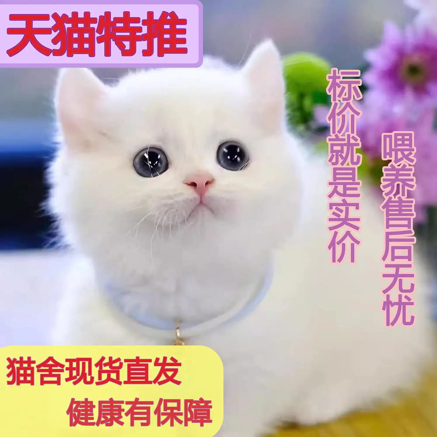 猫咪一般几个月生小猫(猫咪一般几个月生小猫崽)