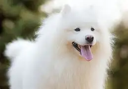 萨摩耶犬犬价格(萨摩耶犬市场价多少钱一只)