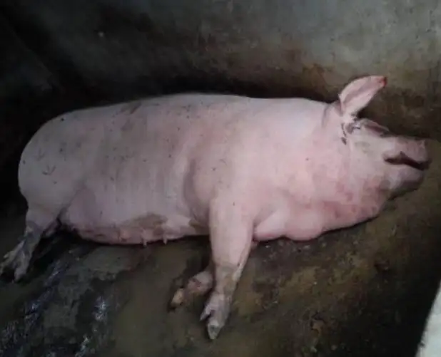 母猪长期便秘怎么办(母猪长期便秘怎么办啊)