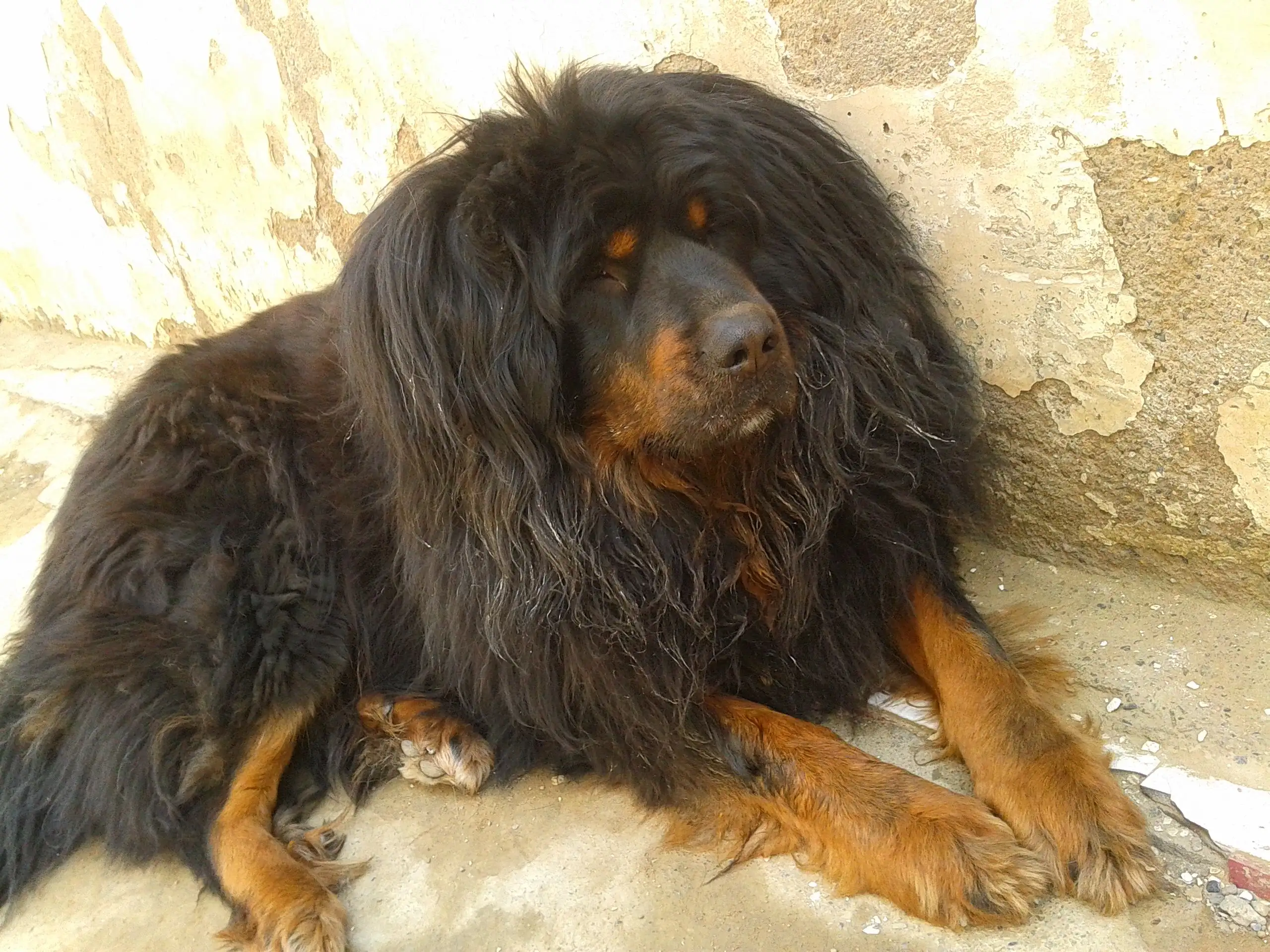 藏獒一般多少钱一只(藏獒多少钱一只 纯种幼犬)