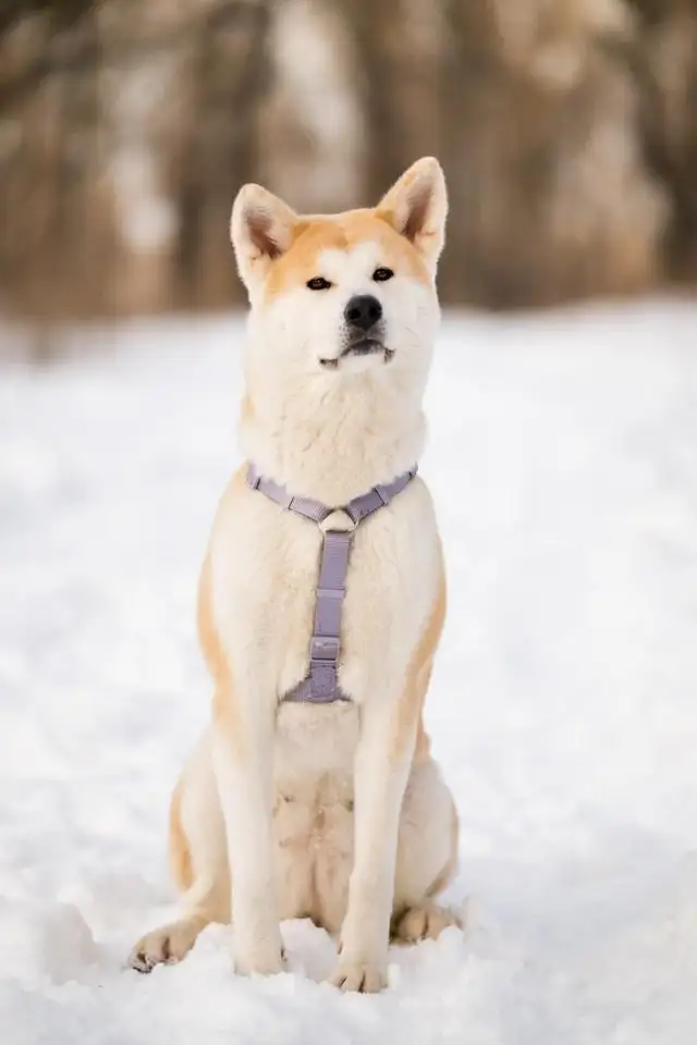 秋田犬喂食标准(秋田犬喂多少狗粮)