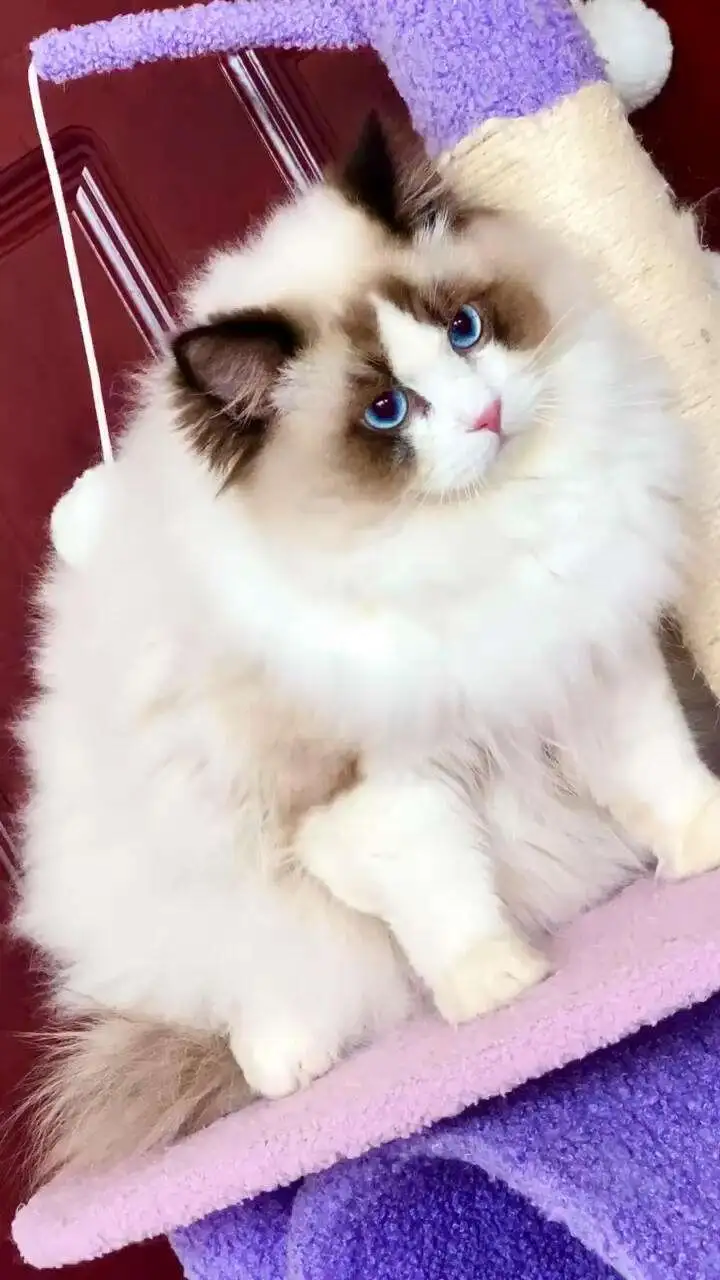 波斯系布偶猫(波斯系布偶猫能长多少斤)