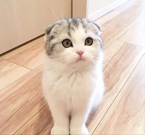 折耳猫养着为什么变成了立耳(折耳猫养着为什么变成了立耳了)