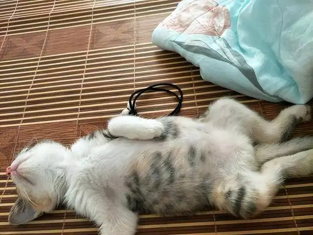 猫传腹猫咪会叫吗(猫传腹猫咪会难受吗)