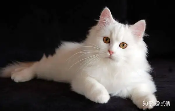 狮子猫寿命(狮子猫寿命长吗)