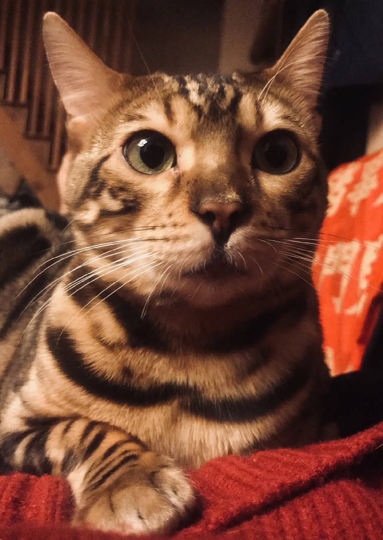 猫中哈士奇是什么品种(猫中哈士奇是什么品种的狗)