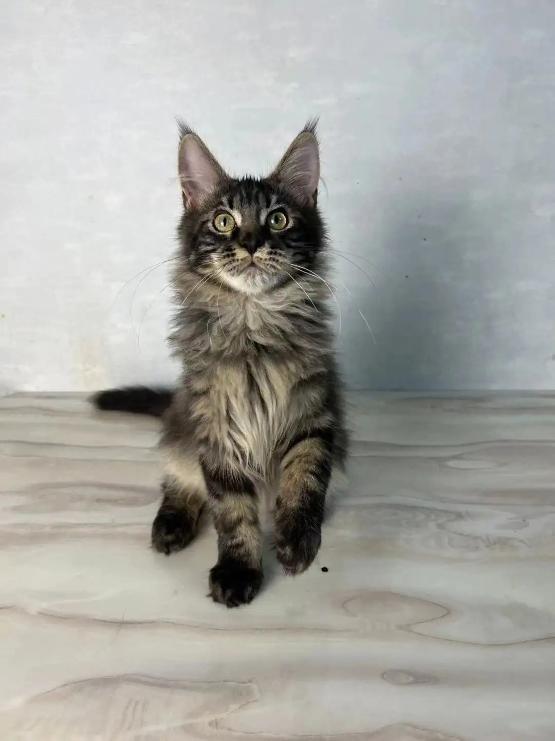缅因猫幼猫那里买(缅因猫哪里买纯种的)