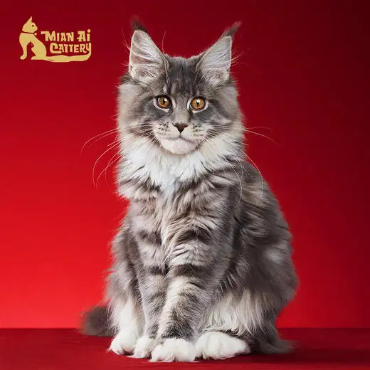 缅因猫在哪买(缅因猫哪里能领养)