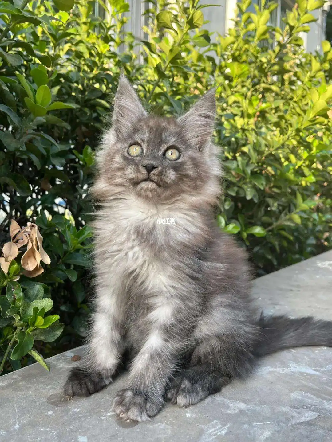 缅因猫幼猫那里买(缅因猫哪里买纯种的)