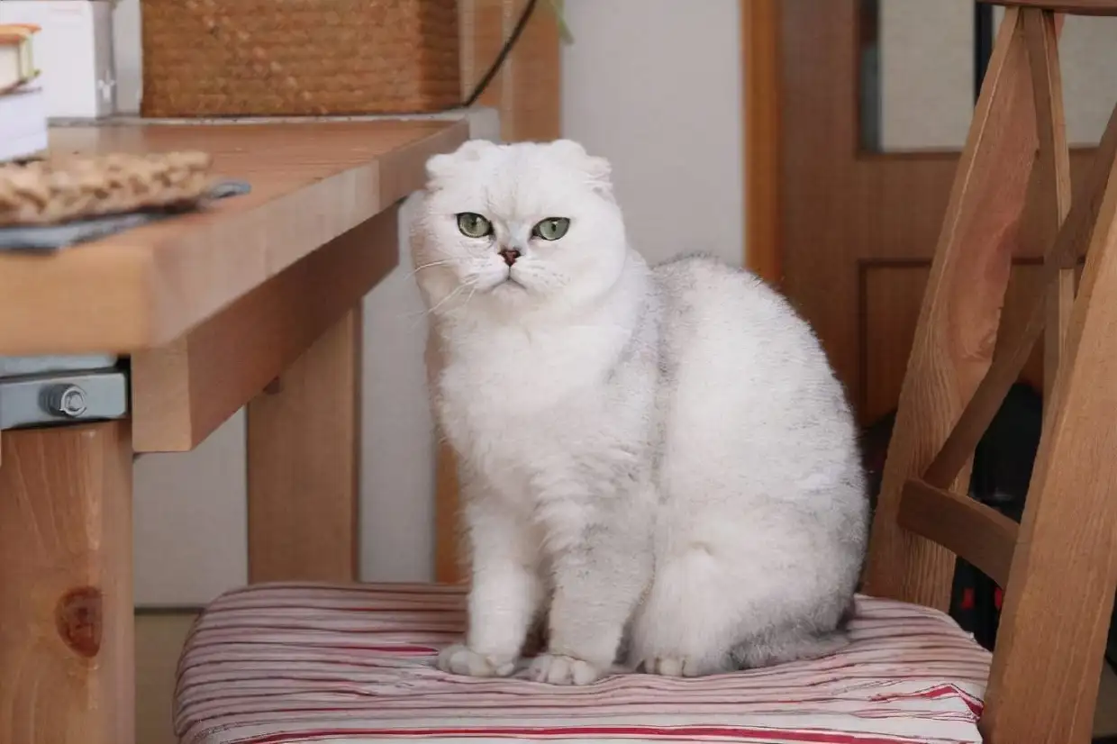 折耳猫养着为什么变成了立耳(折耳猫养着为什么变成了立耳了)