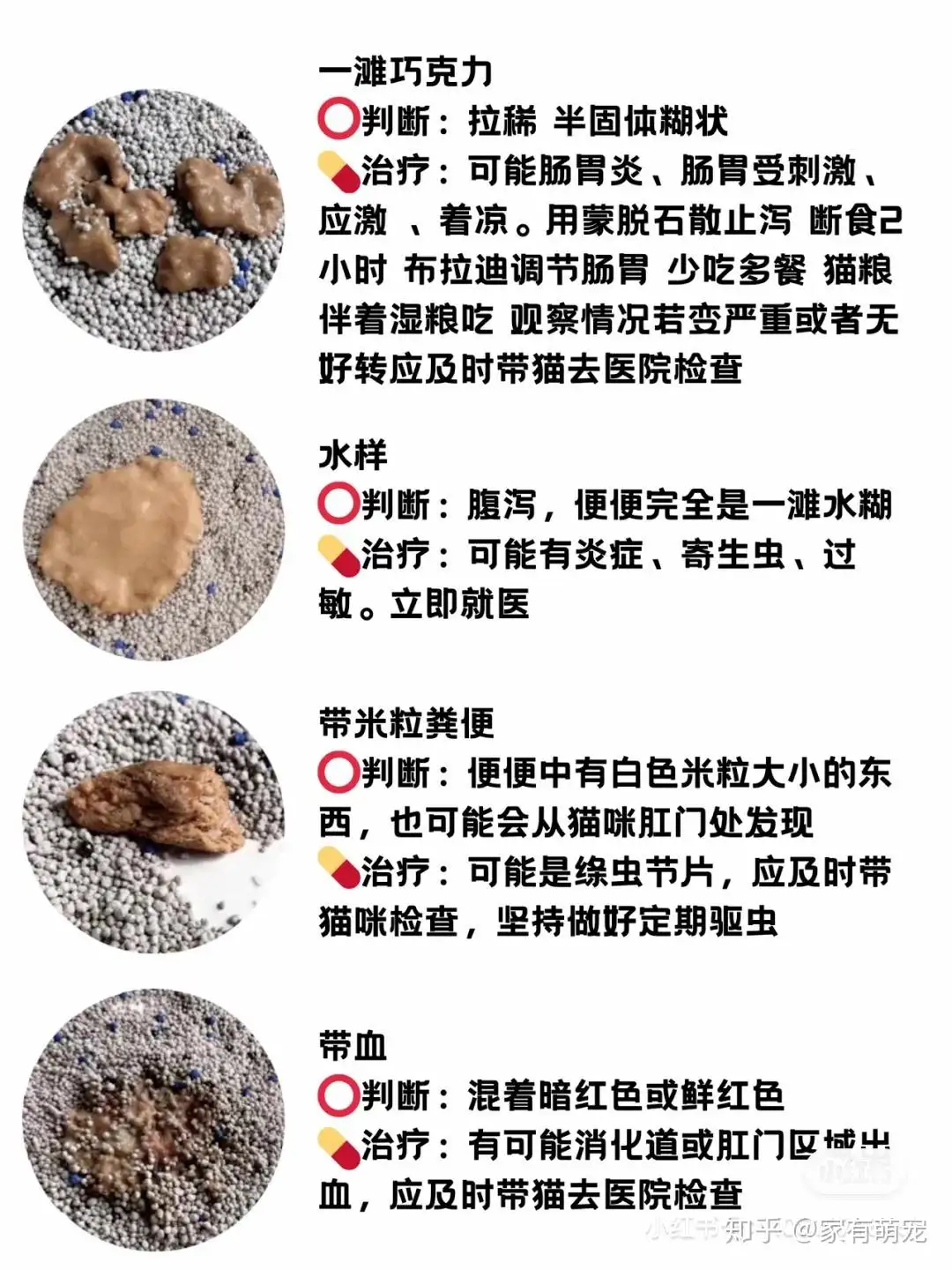 猫便秘的表现(猫咪便秘有什么症状,该怎么处理?猫咪常见病)