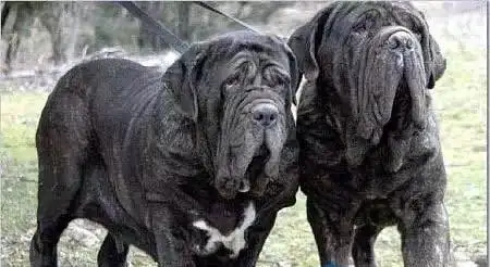 比特犬和藏獒(比特犬和藏獒哪个厉害)