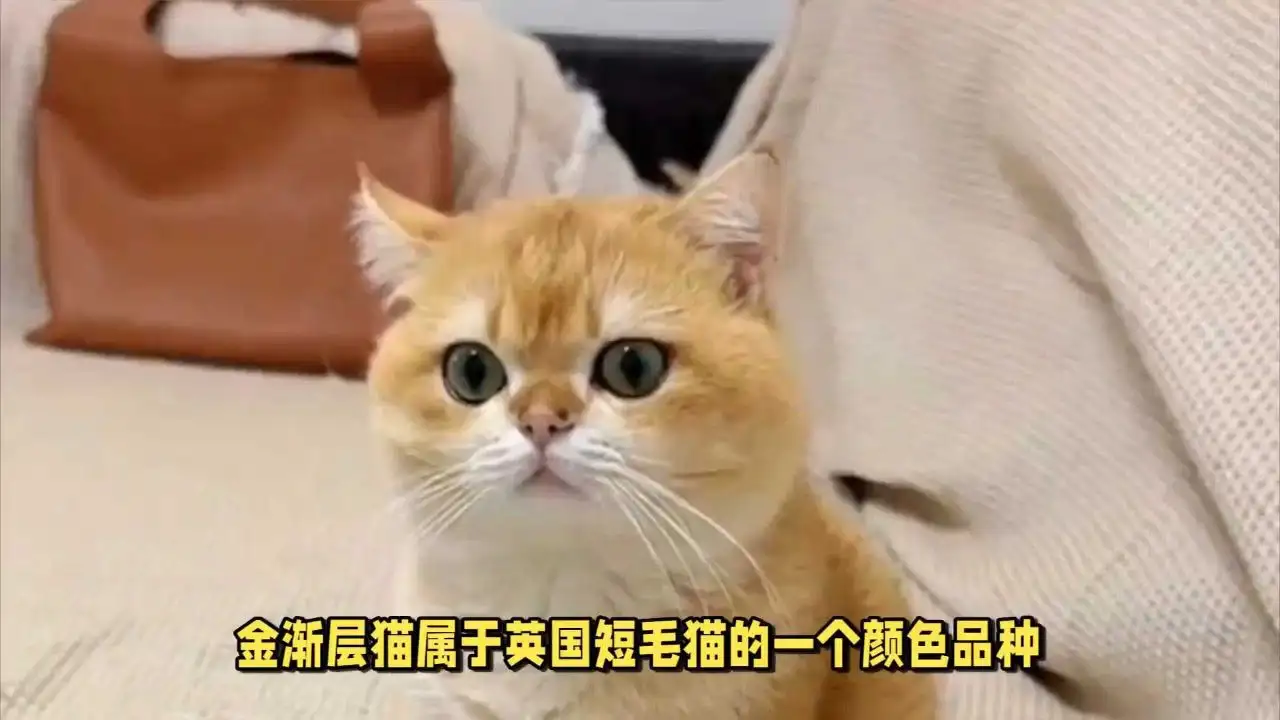 猫买什么品种的好(猫买什么品种的好一点)