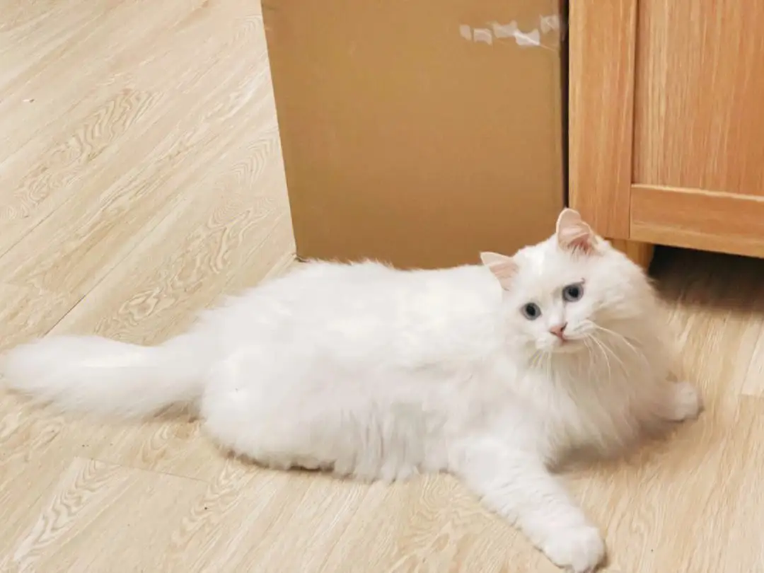 狮子猫寿命(狮子猫寿命长吗)
