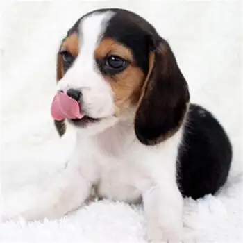 好养短毛小型犬有哪些(好养短毛小型犬有哪些图片)
