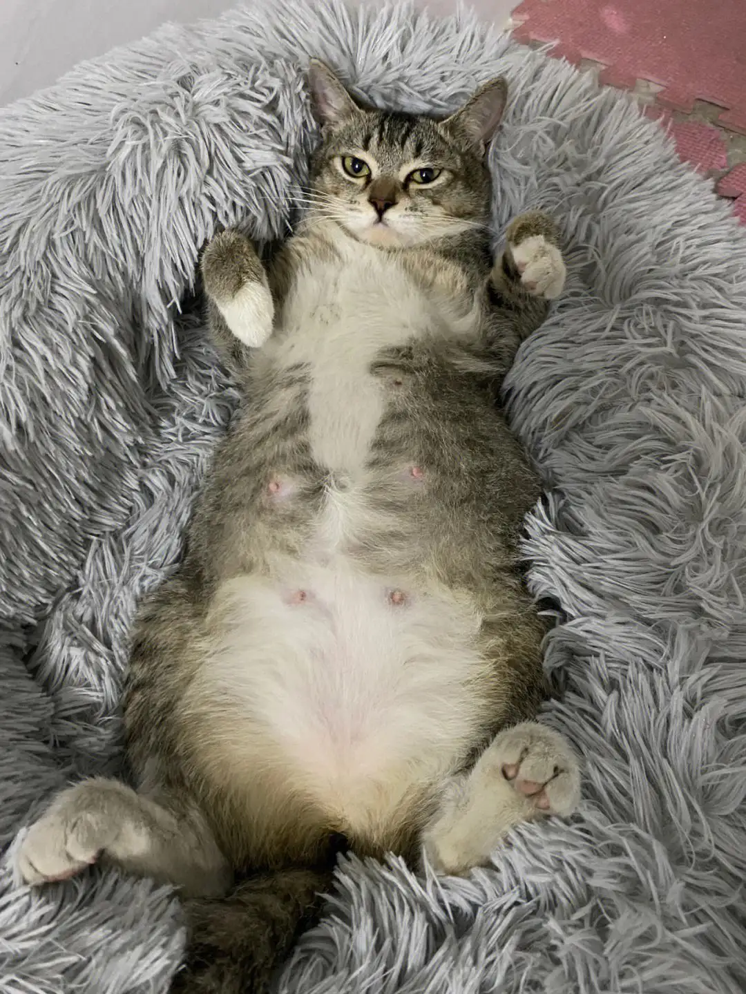猫怀孕多久会生(猫子怀孕多久会产崽子)