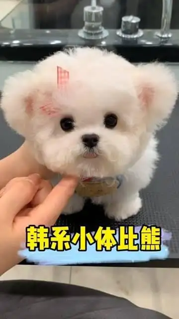 飞耳比熊犬多少钱一只(飞耳比熊和普通比熊的区别)
