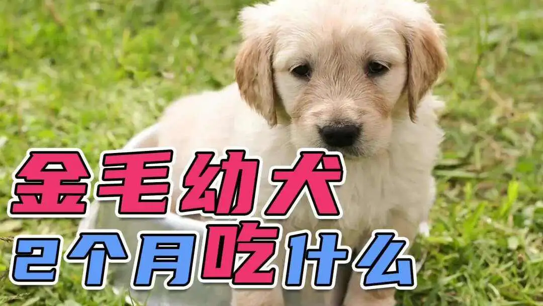 金毛犬幼犬吃什么(金毛犬幼犬吃什么狗粮好)