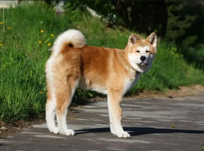 秋田和柴犬的价格(秋田犬与柴犬的价格)