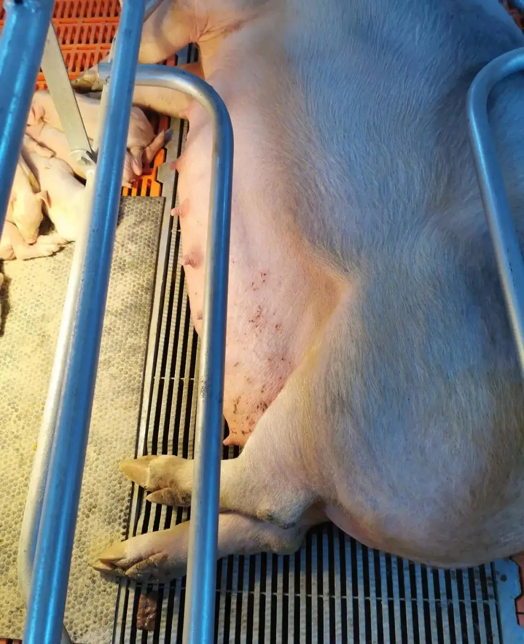 母猪长期便秘怎么办(母猪长期便秘怎么办啊)