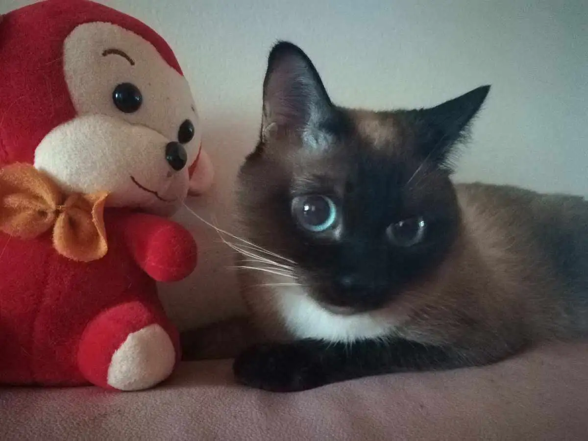 一暹罗猫(猫 暹罗猫)