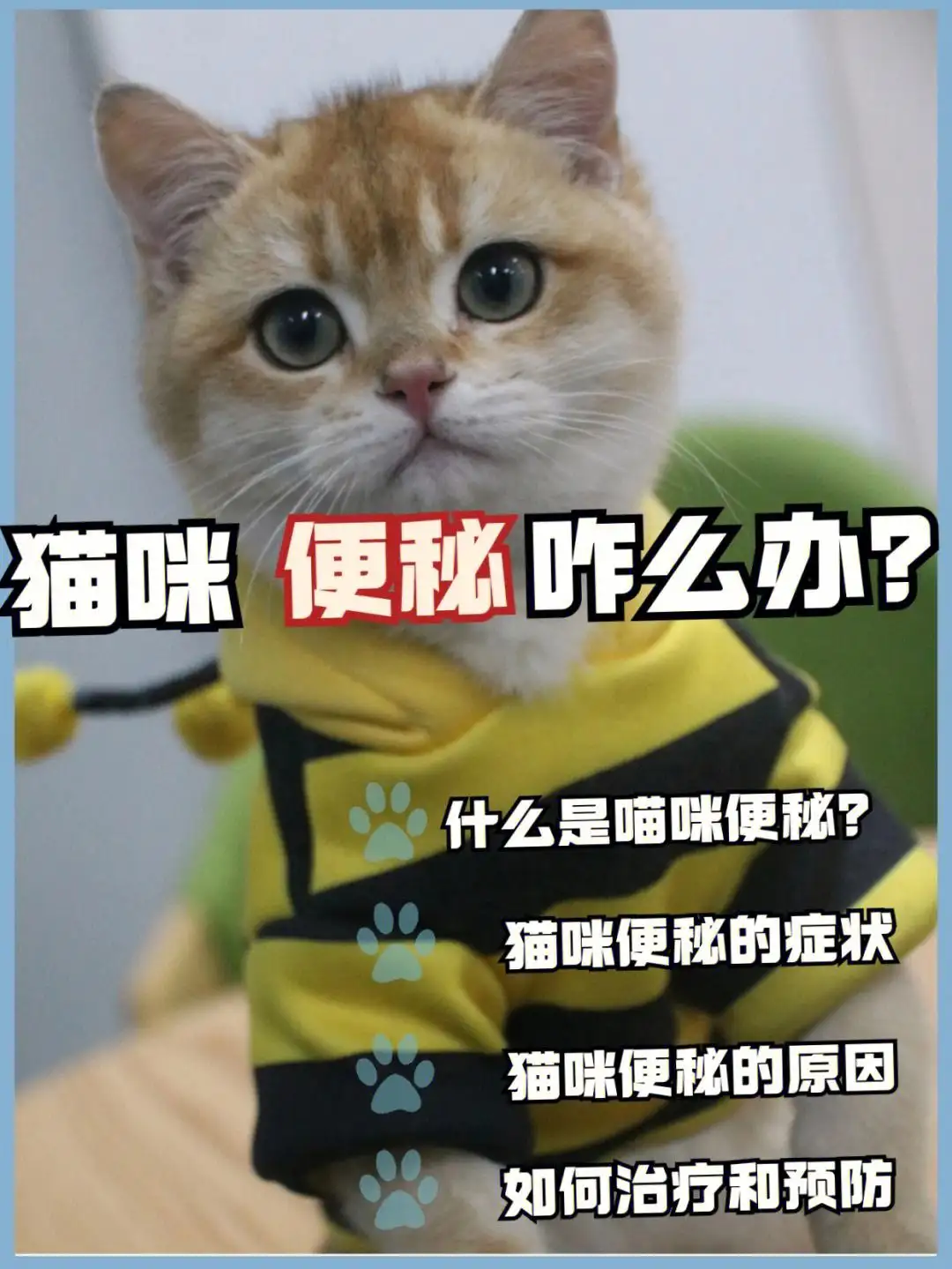 猫便秘的表现(猫咪便秘有什么症状,该怎么处理?猫咪常见病)