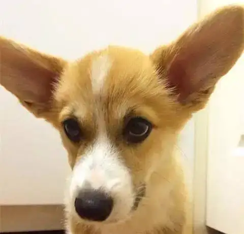 耳朵大的小型犬有哪些(耳朵大身子小的狗叫什么品种)