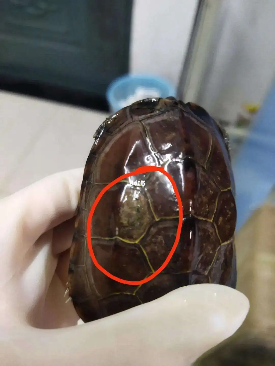 巴西龟腐甲多久能好(巴西龟腐甲用什么药专业治疗)