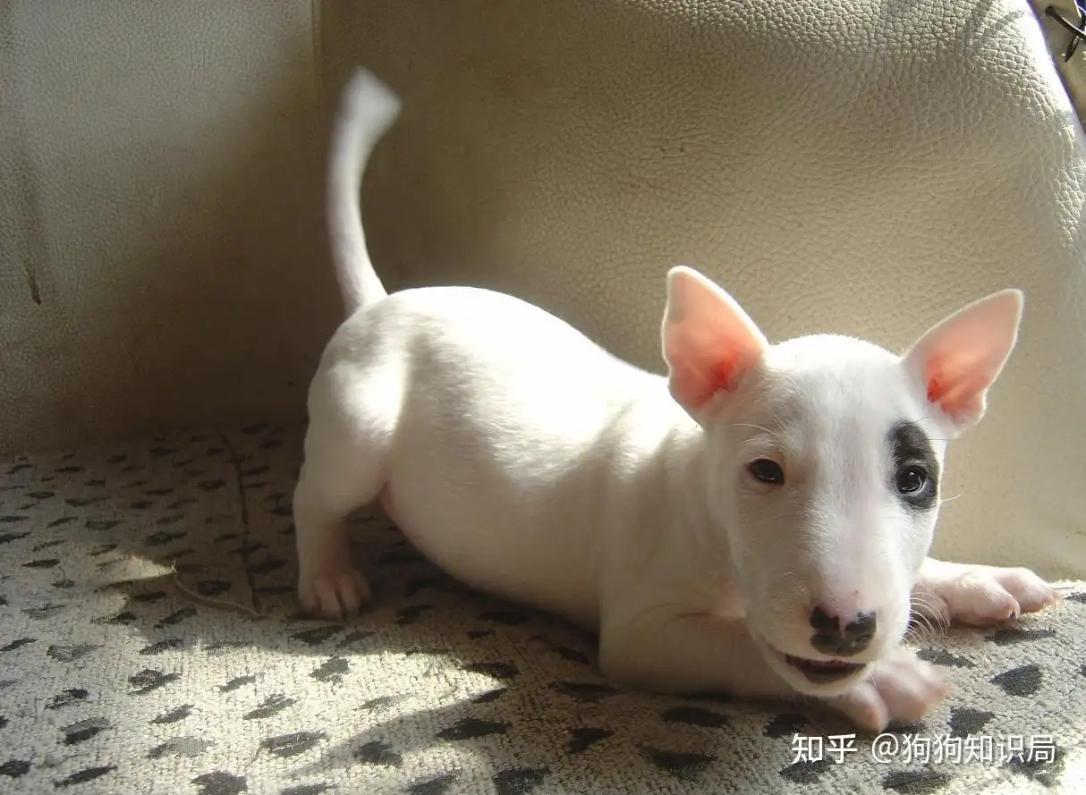 好养短毛小型犬有哪些(好养短毛小型犬有哪些图片)