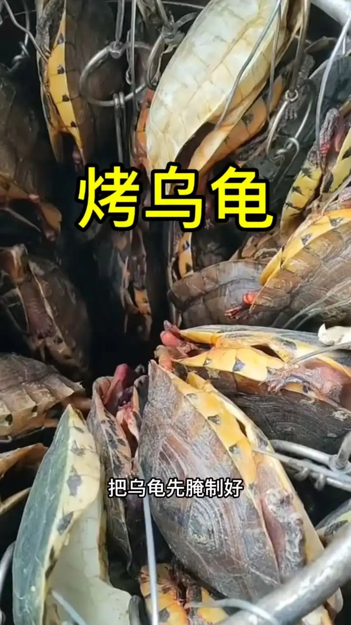 吃巴西龟的危害(吃巴西龟的危害大吗)