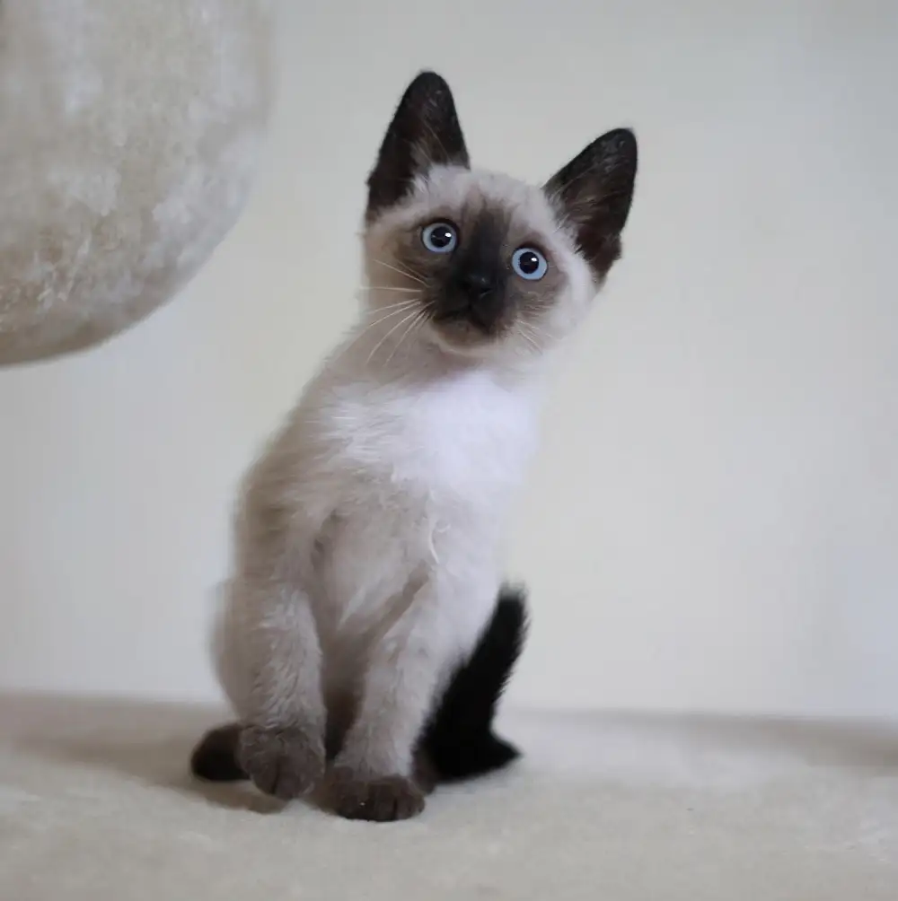 一暹罗猫(猫 暹罗猫)
