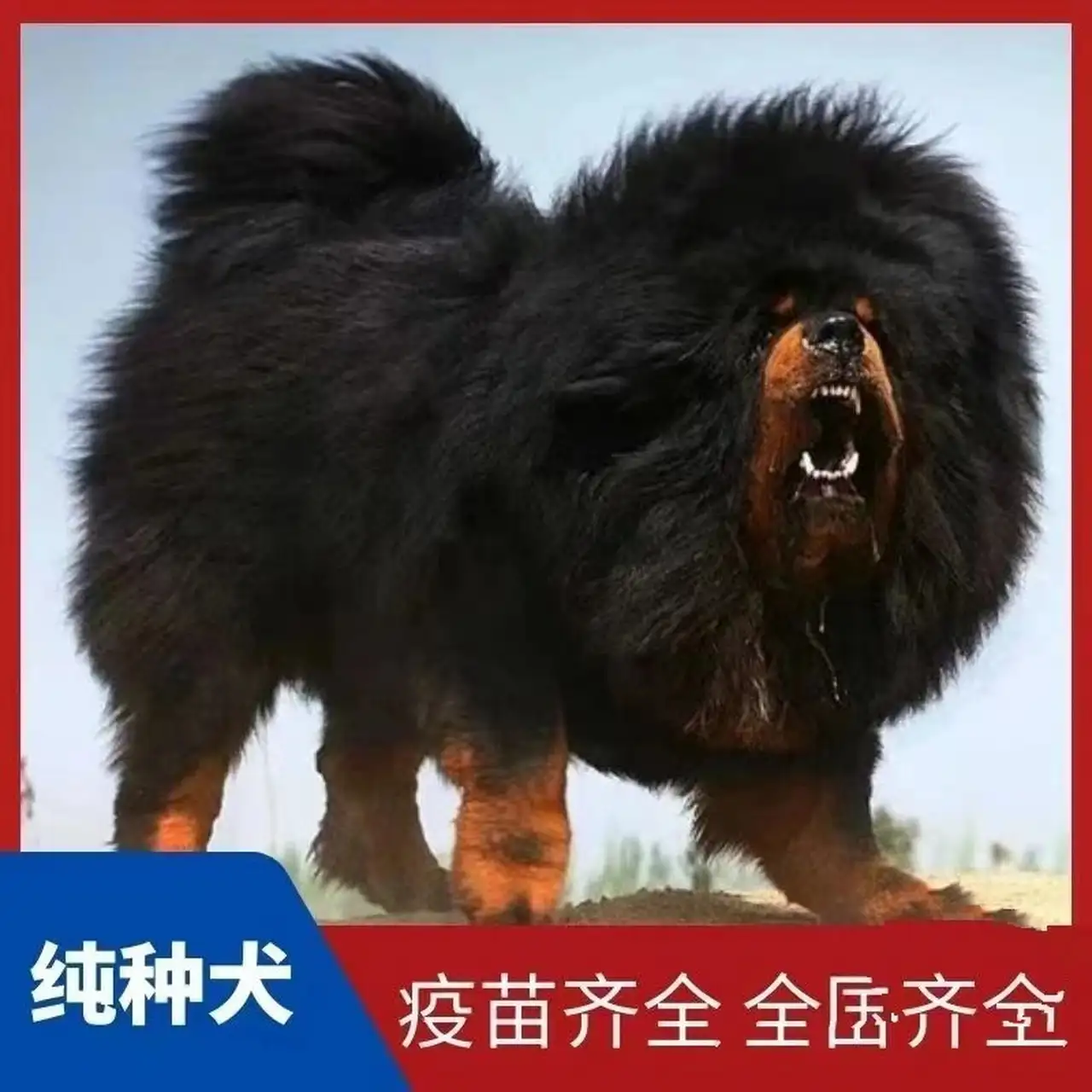 小藏獒出售(藏獒出售 喜欢联系我)
