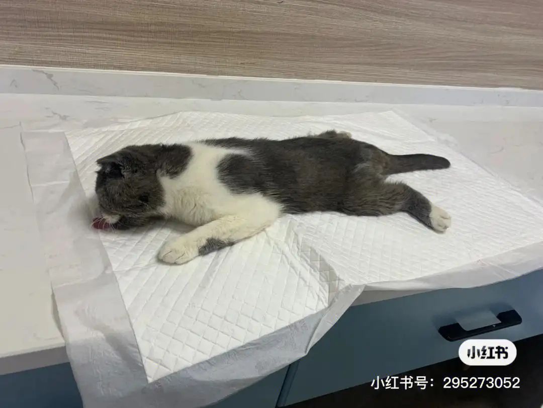 猫传腹早期的发病症状(猫传腹早期最明显的症状)