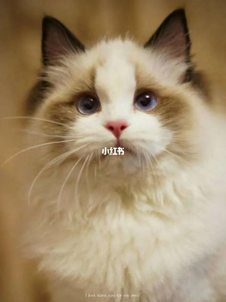 波斯系布偶猫(波斯系布偶猫能长多少斤)