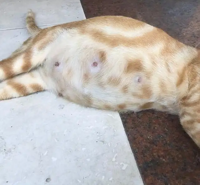 猫猫怀几个月(猫大概几个月生宝宝)